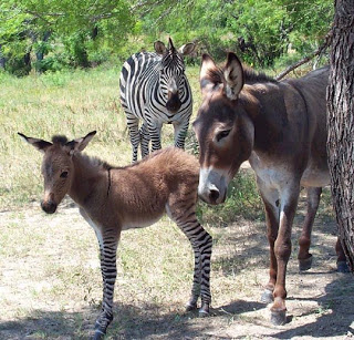 zonkey
