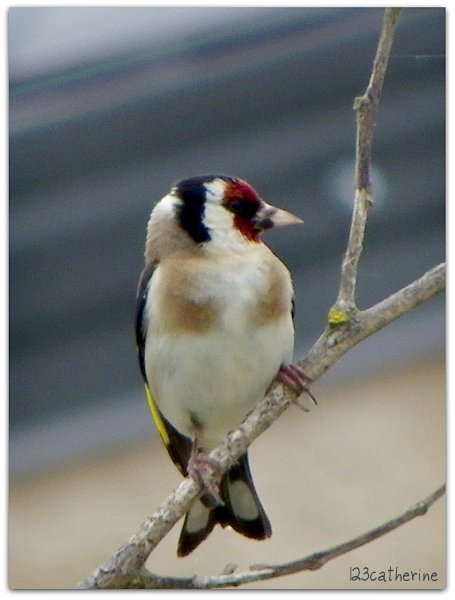 chardonneret