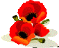 poppy