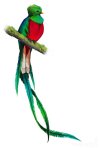 Quetzal