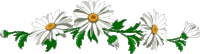 marguerites