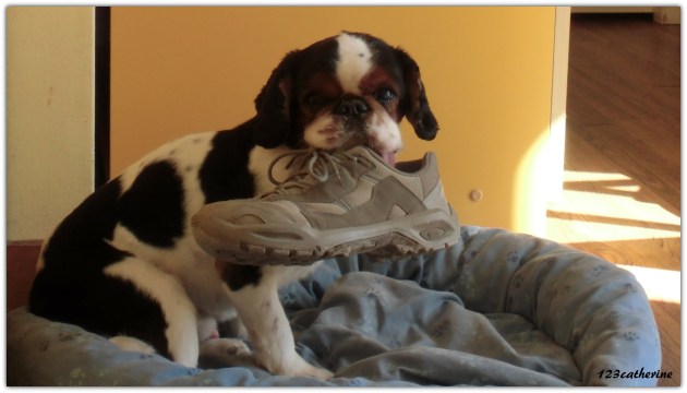 Elvis 20 mai 2014